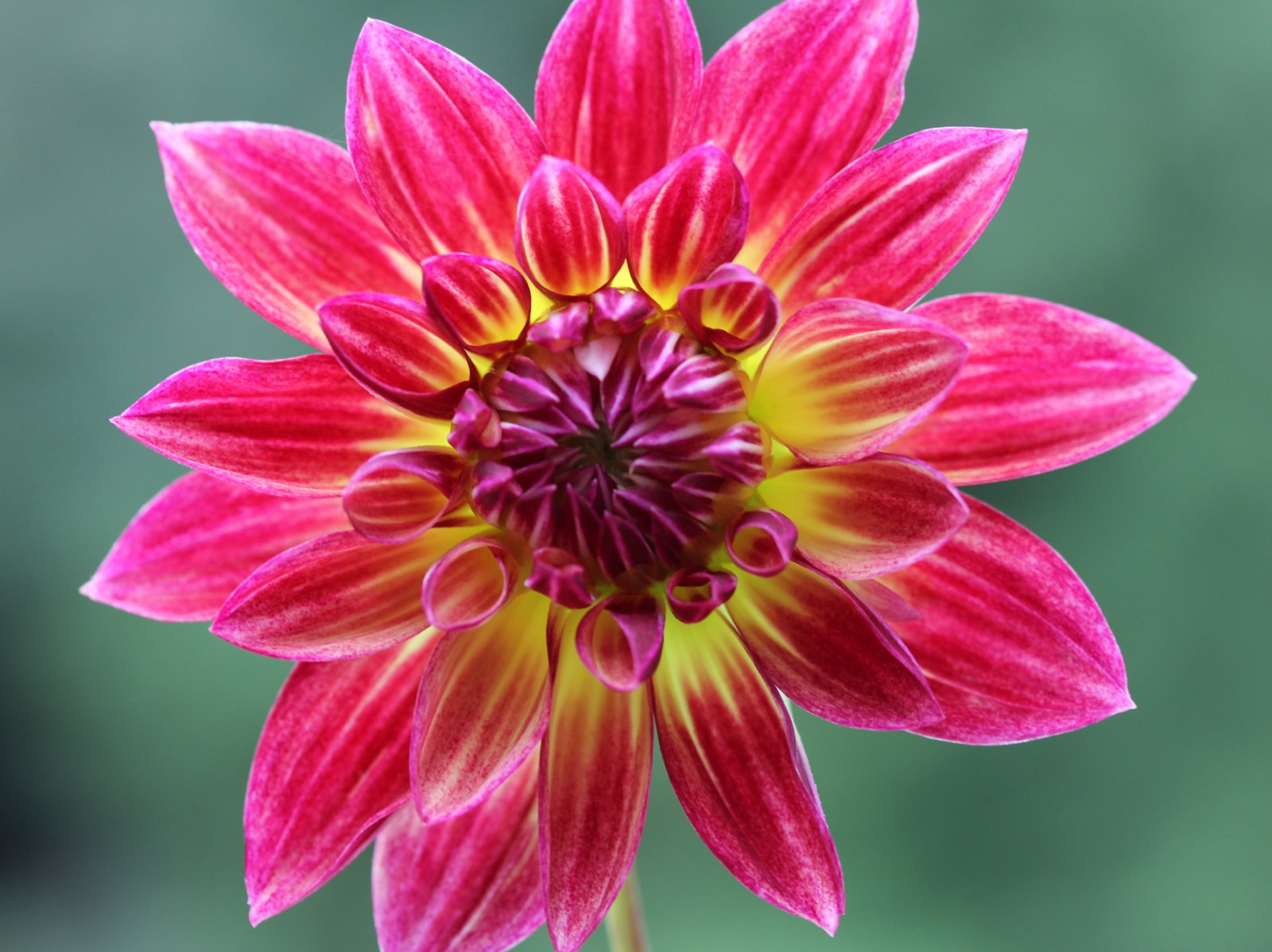 Dane Bowen | Wild View