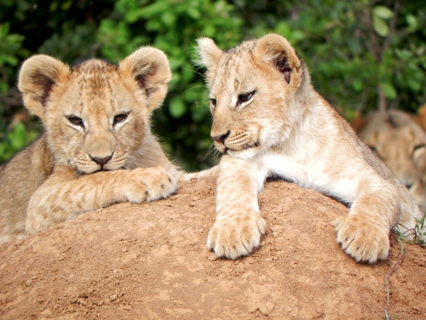 Learning to Live with Lions