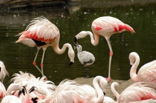 Think Pink – Flamingo Dads