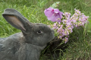 International Rabbit Day – Likeable Lagomorphs