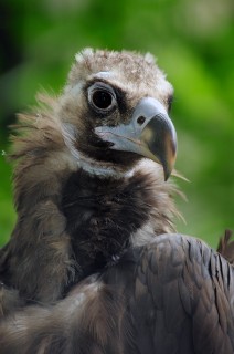 Celebrate Vulture Awareness Day