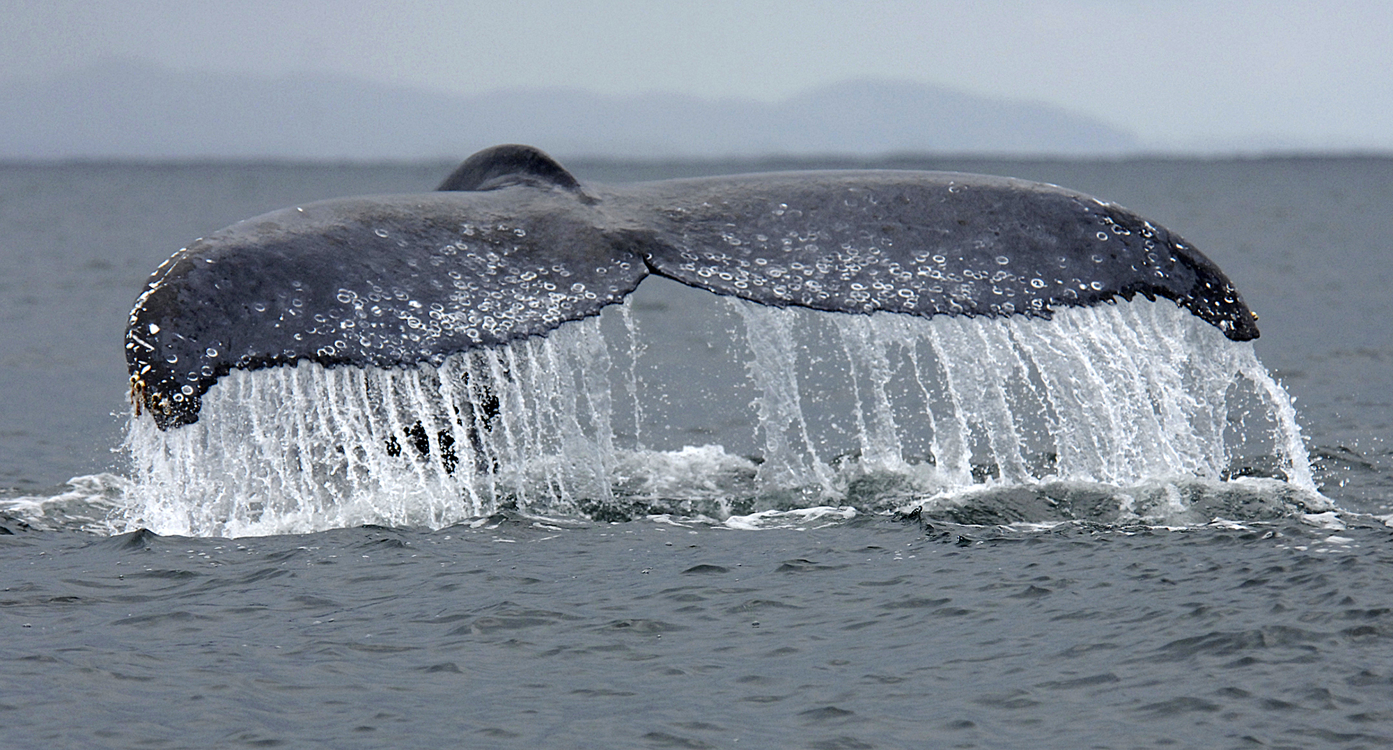 Panache of the Humpback Whale