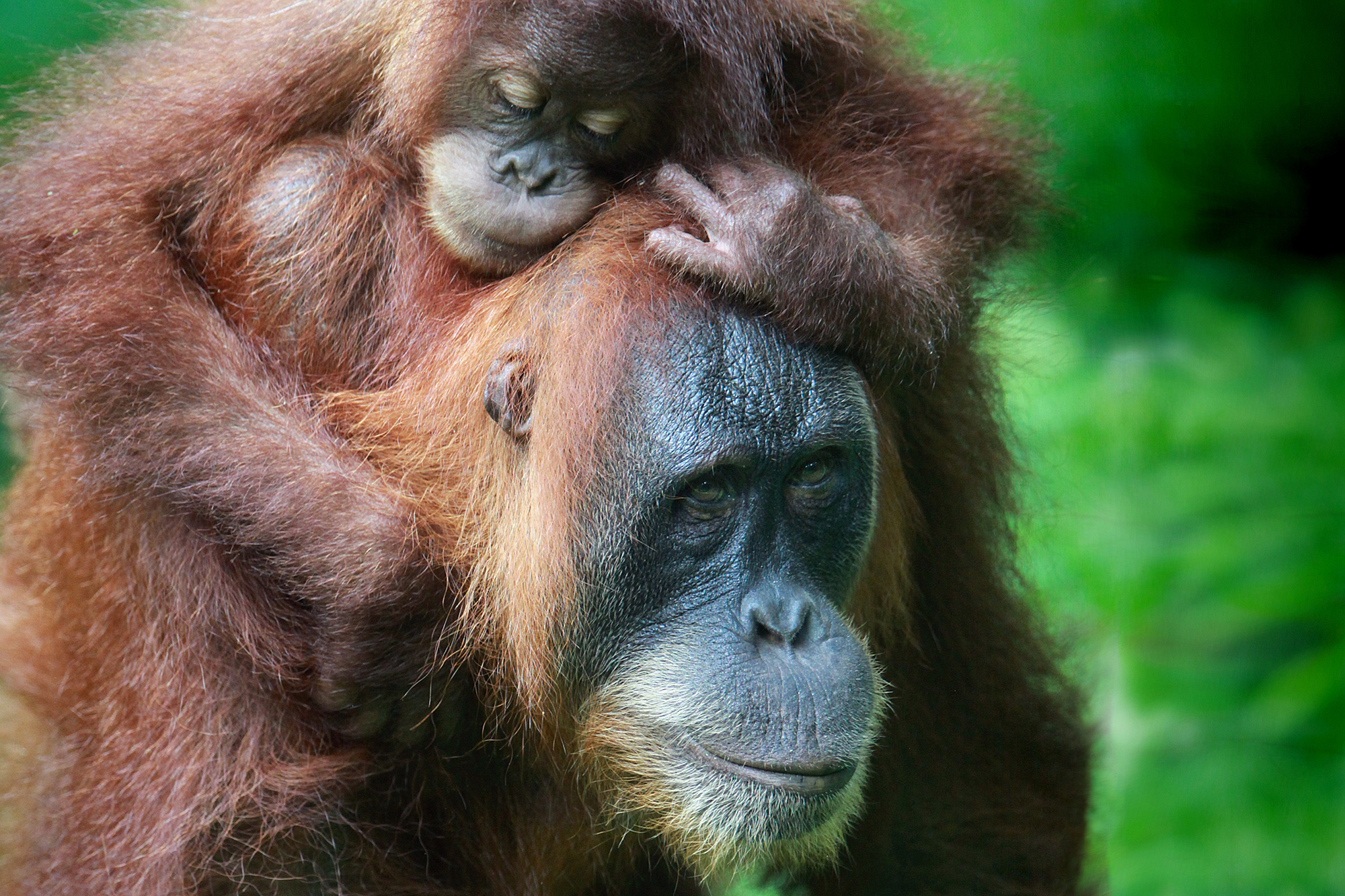 Sumatran Orangutans – Losing Their Forest Home