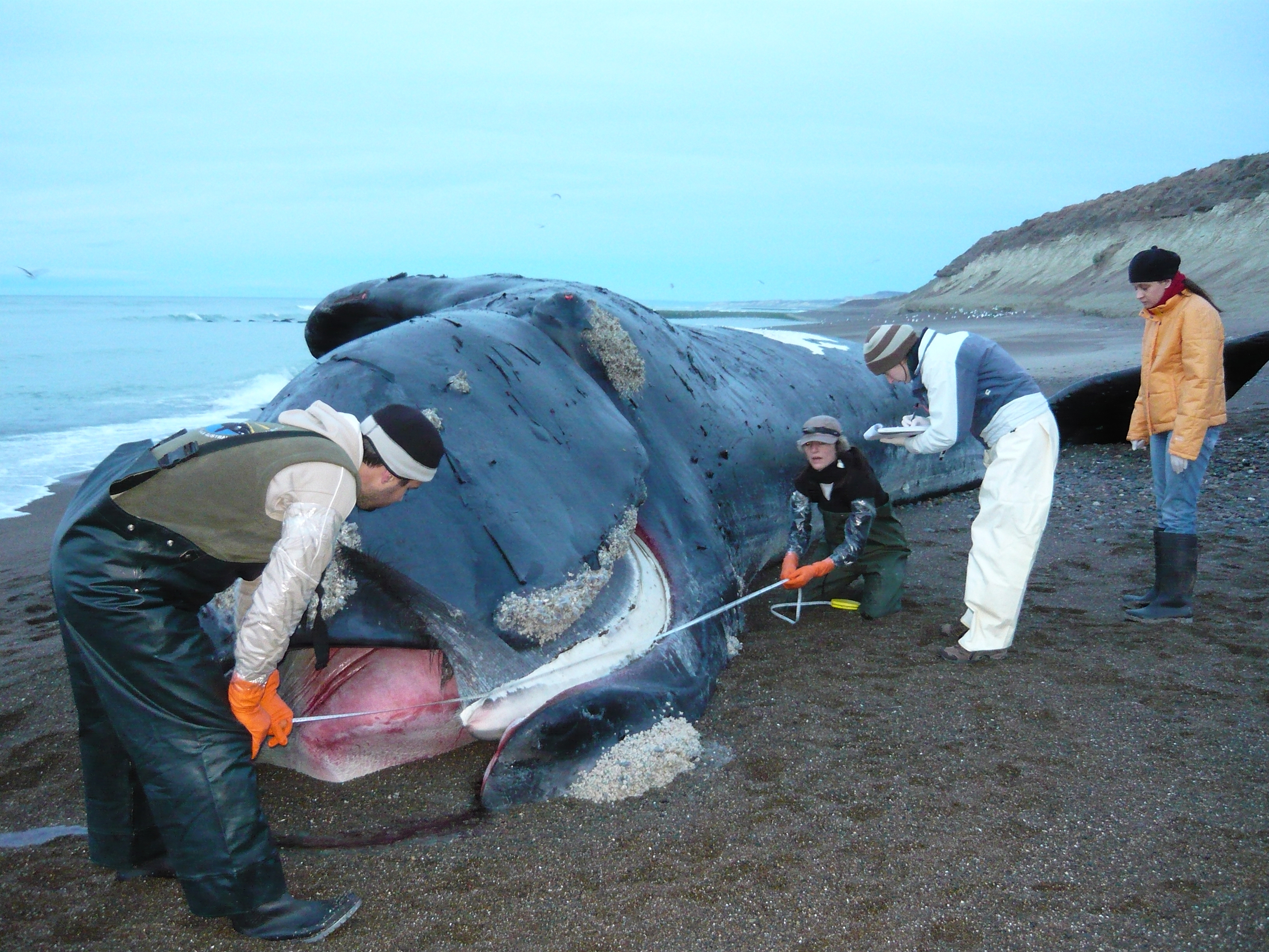 Veterinarians Investigate Whale Mortality