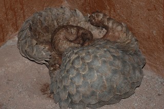 Pangolins: A Mother and Son