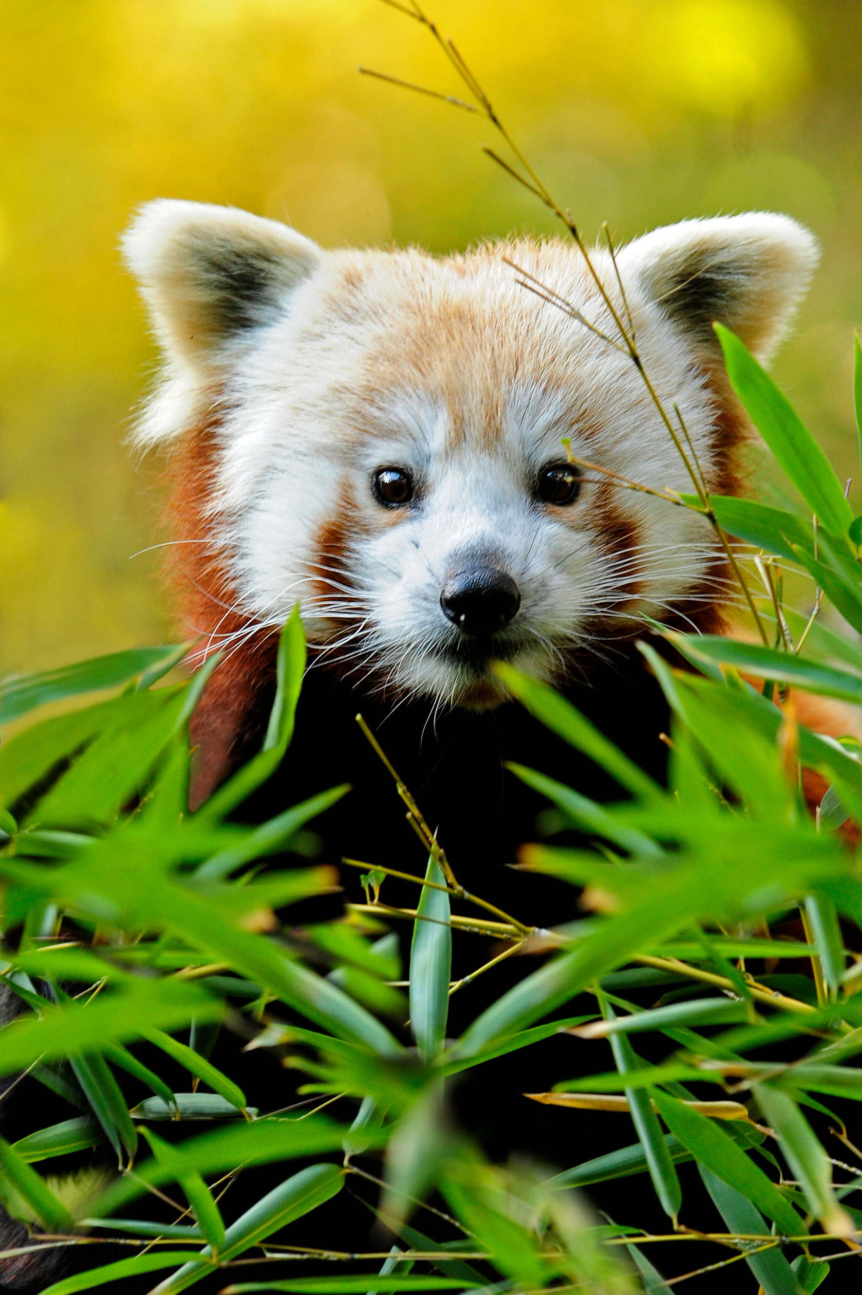 Red Pandas – Worth Watching in All Seasons