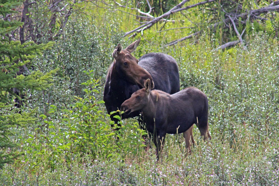 Mother Moose