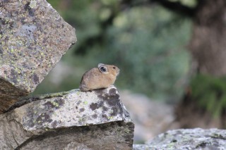 The Pika, A Symbol to Stop Global Warming