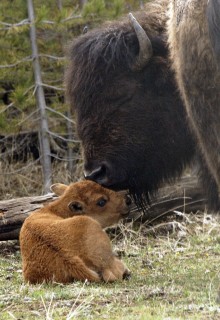 Second Century for Bison Conservation