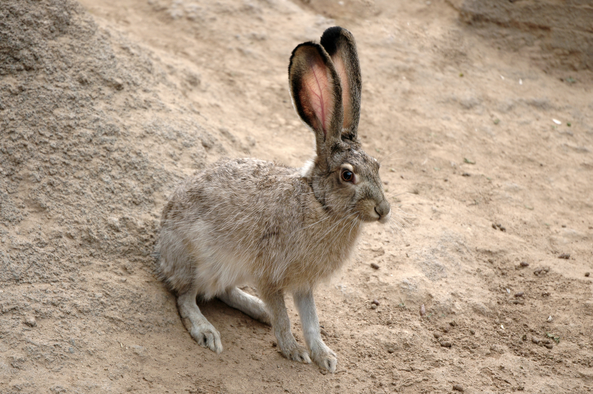 Rabbit or Hare? | Wild View