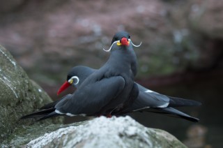 Movember Gone Wild: The Inca Tern