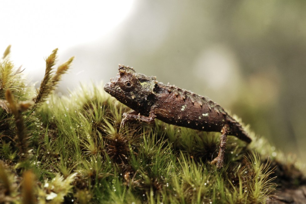 The Smallest Chameleon Species in the World