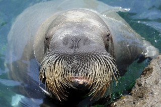 Movember Gone Wild: The Walrus