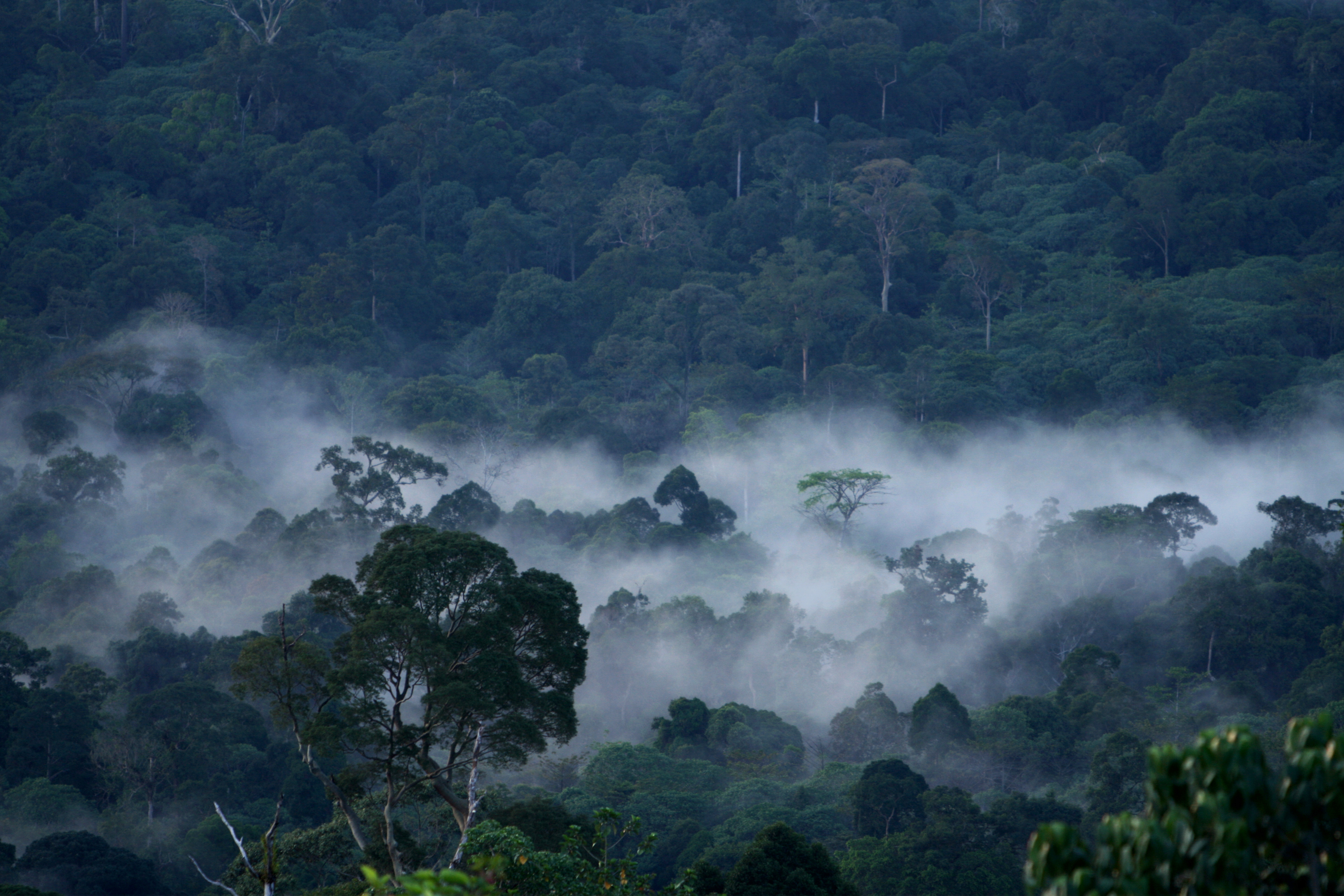 Hope for Rainforests through Technology