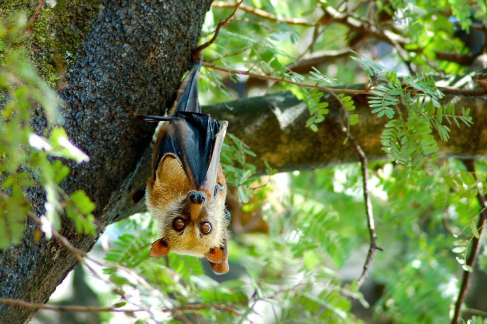 Flying Fox of the Forest