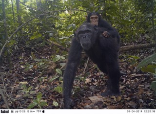 Baby Chimpanzee Piggyback