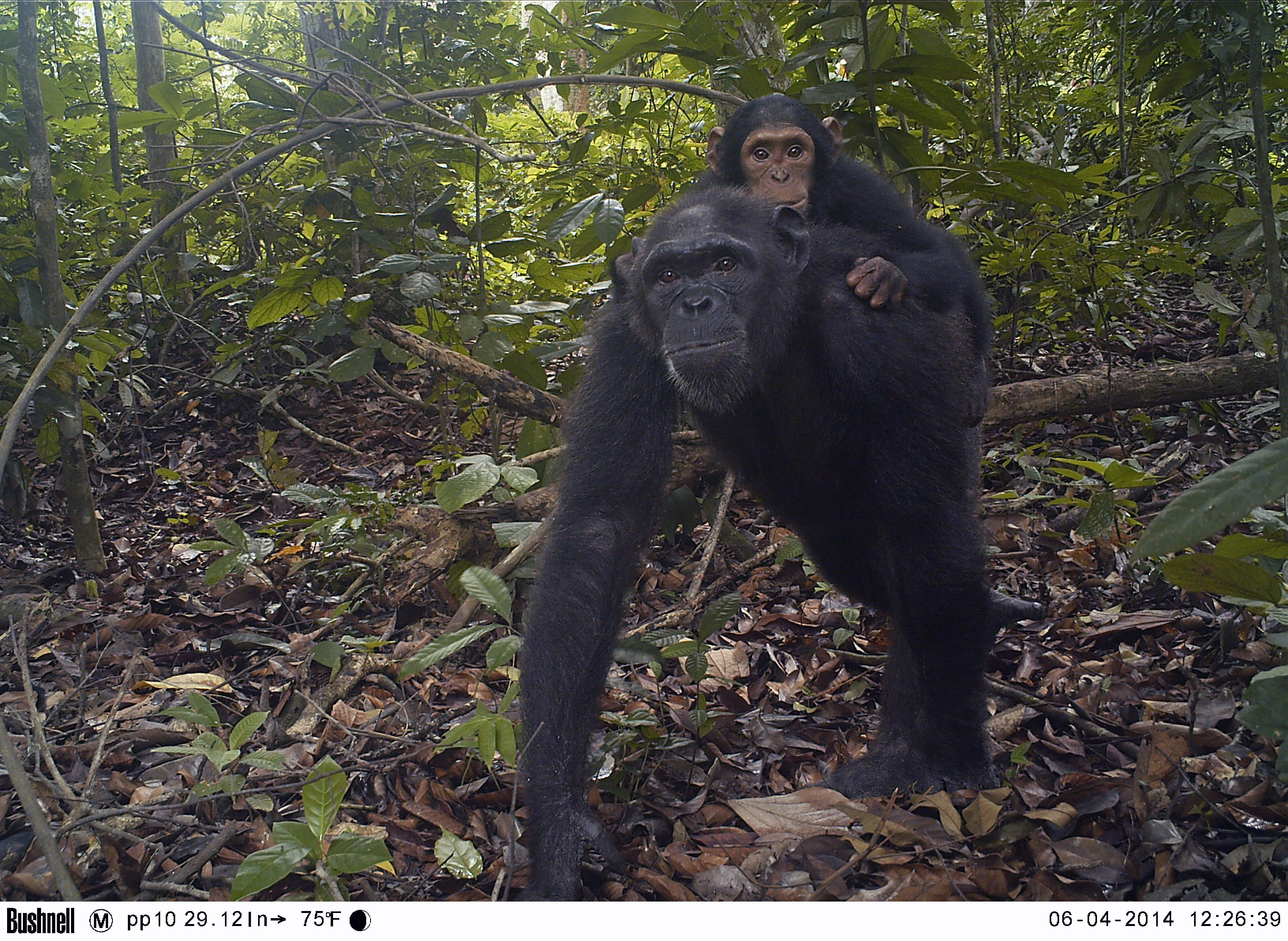 Baby Chimpanzee Piggyback