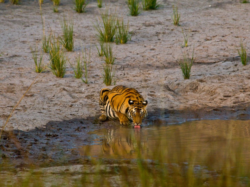 Tiger in the Wild