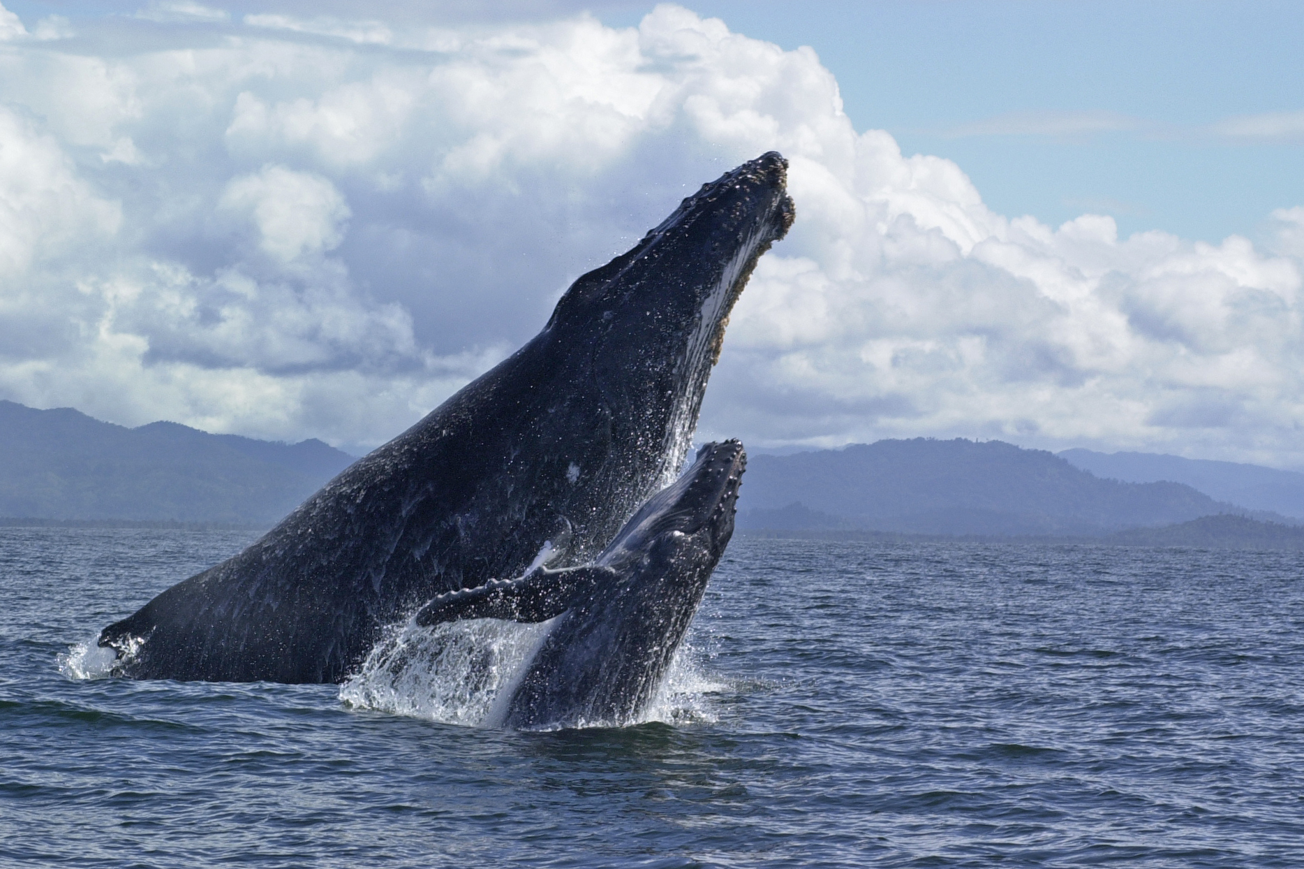 One Giant Leap – Humpback Whales