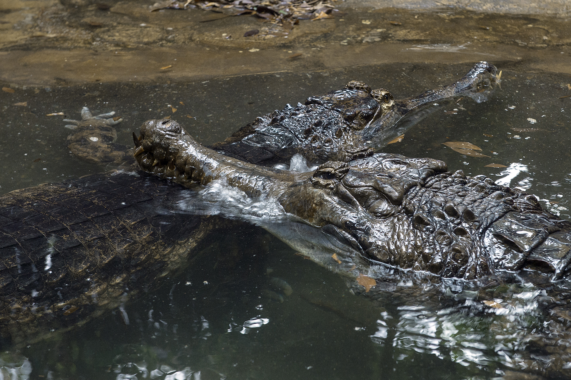 Crocodilian Courtship – Elvis and Priscilla
