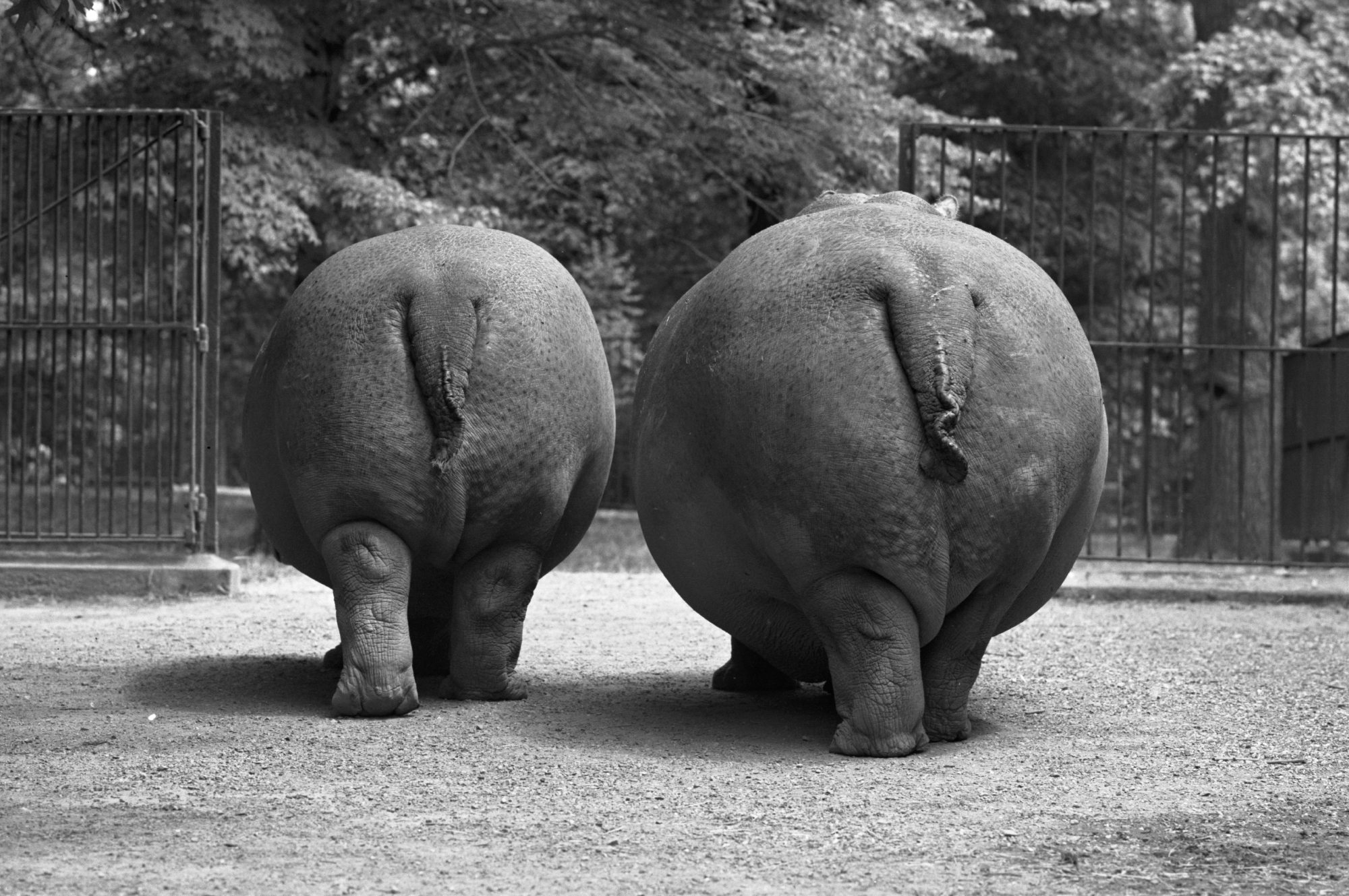 Looking Back at Hippos. 