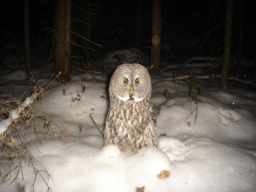 extreme hd 3.0 night owl
