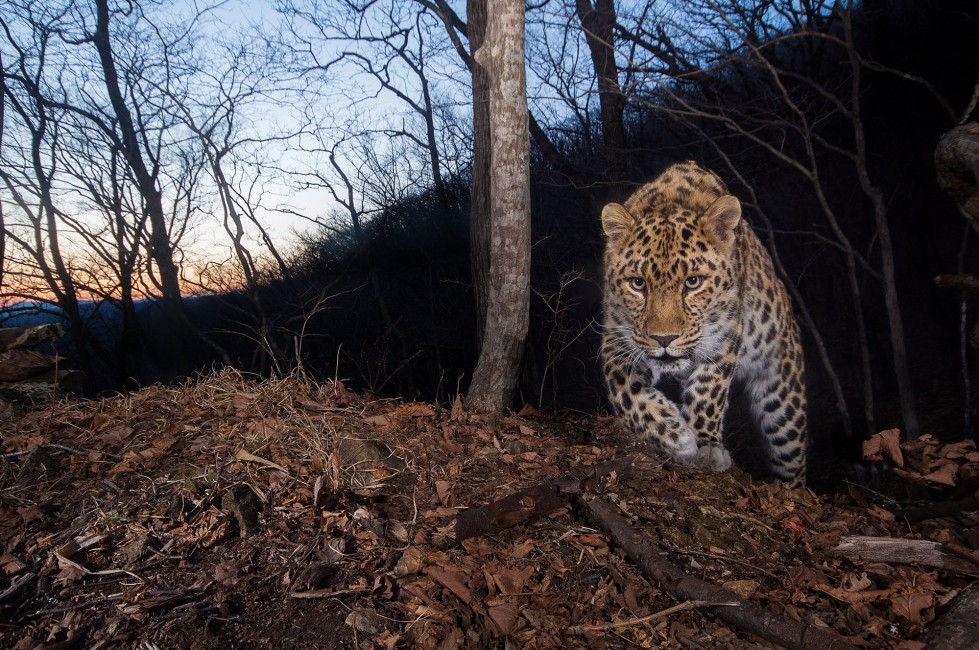 The Most Endangered Big Cat in the World