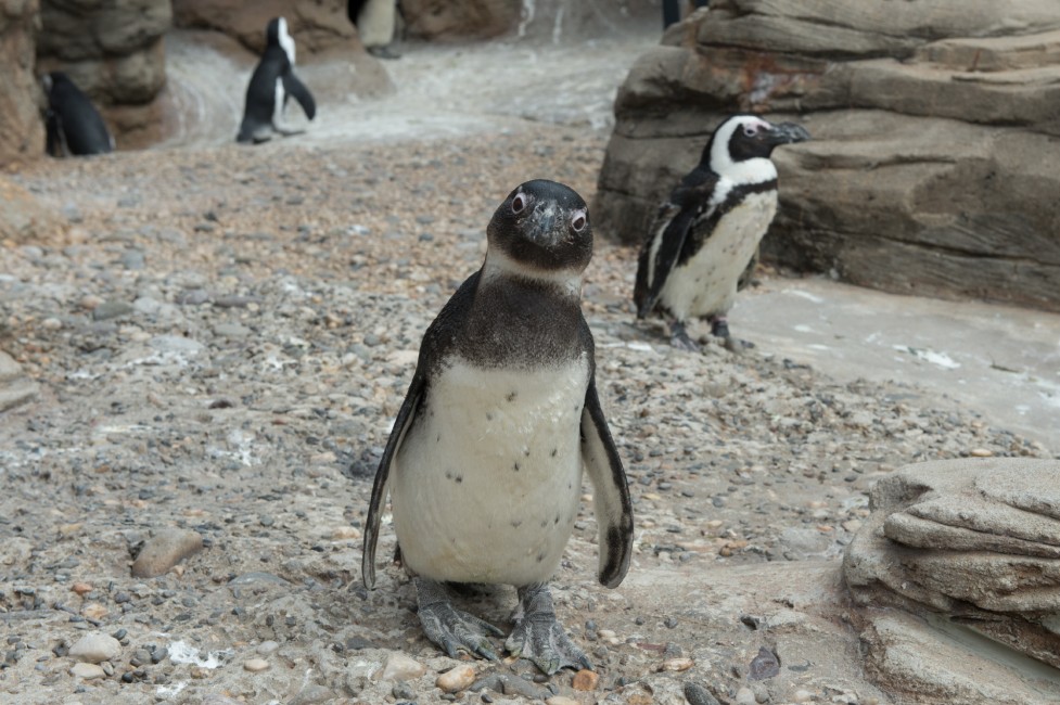A Penguin in Danger of Extinction