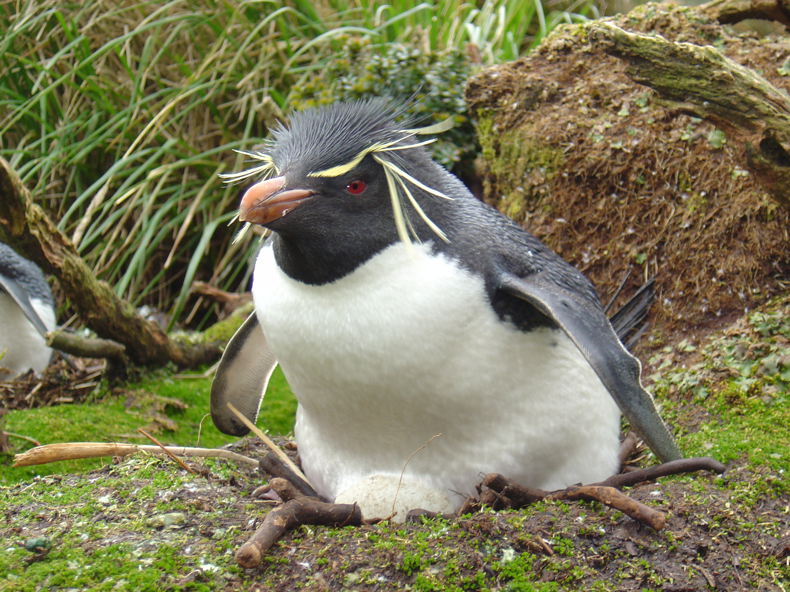 Rockhopper Penguins are Losing Ground