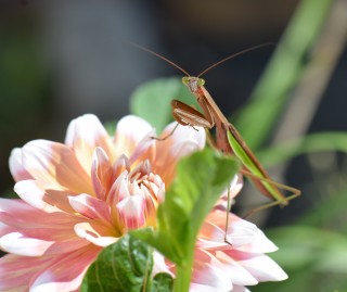 A Mantis That Inspired Martial Arts