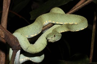After Dark with a Pit Viper