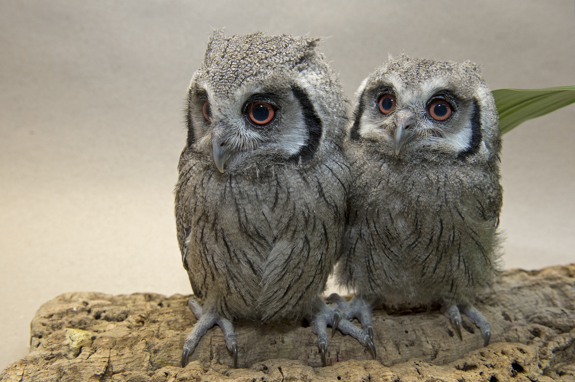 Transformer Owls – Scops Siblings