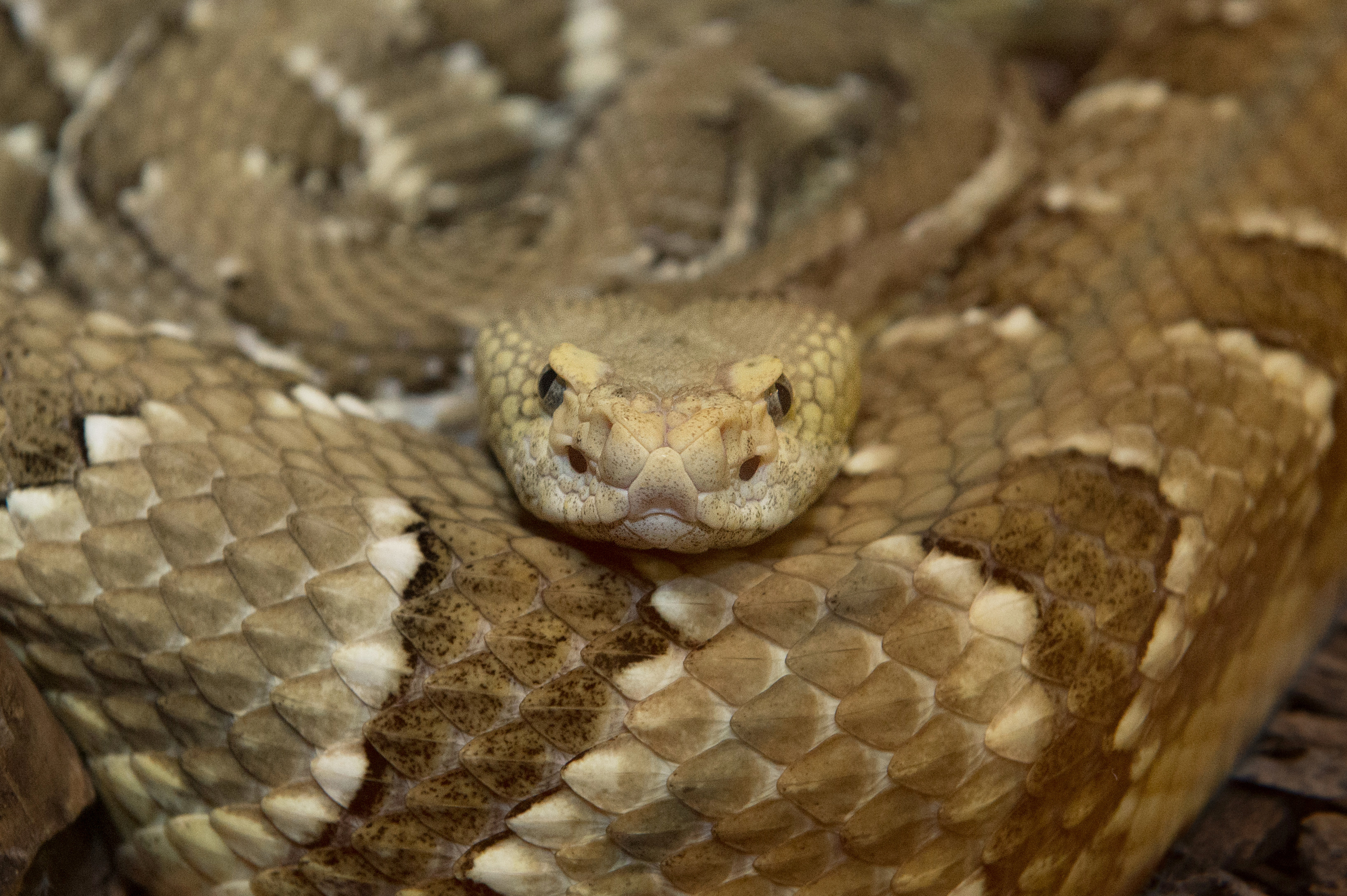 Is a Rattlesnake a Pit Viper?