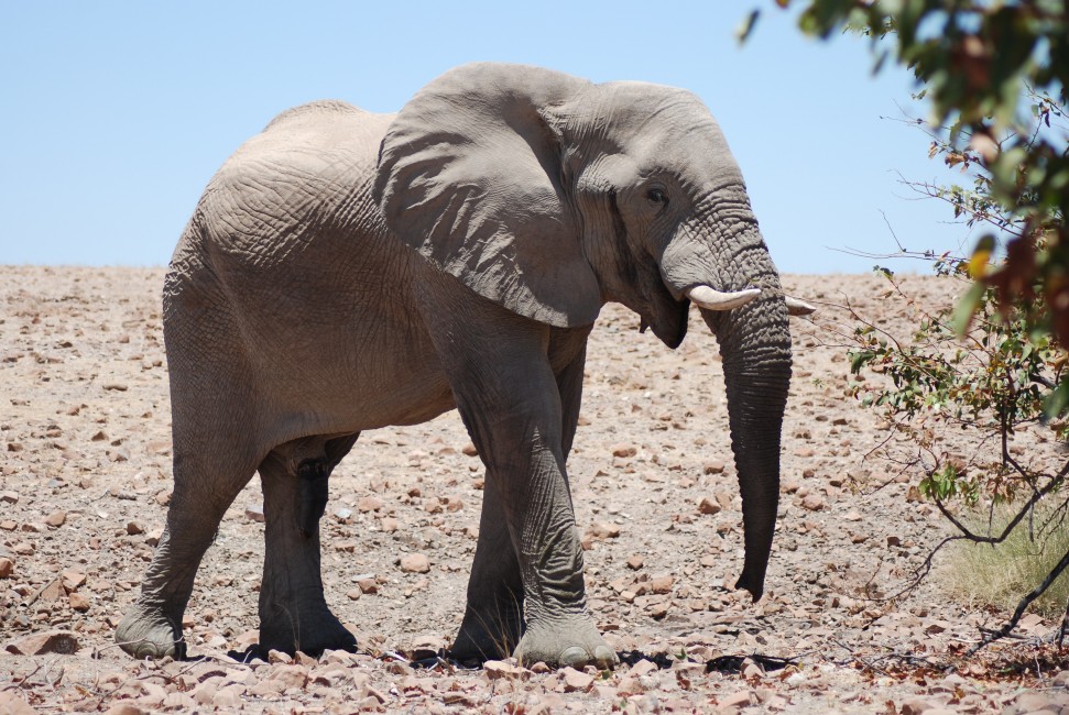 A Desert Elephant Encounter