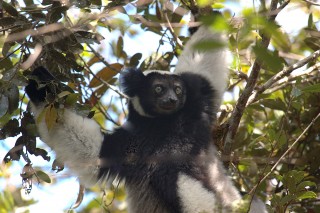 Madagascar’s Singing Lemur