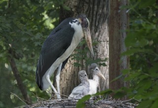 Stork Surrogates – Humans Dropped You Off