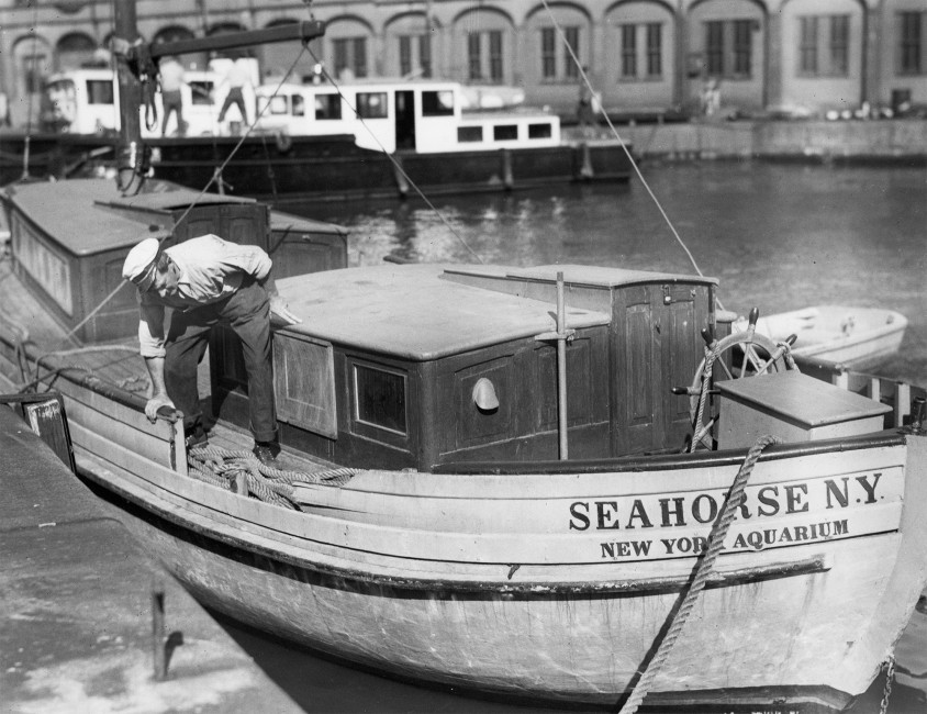 Ahoy, SS Seahorse