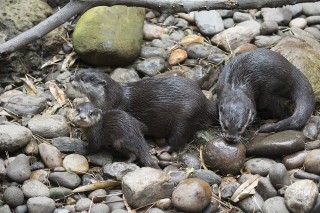 Otterly Awesome Parents