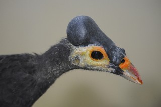 A Bizarre Bird, The Maleo