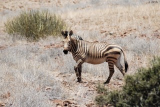 A Zebra of a Different Stripe