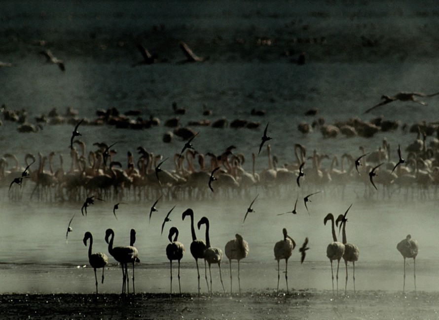 Flamingos and Sandpipers at Dawn