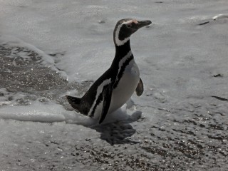 Life as a Penguin