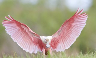 Pink Angel Touchdown