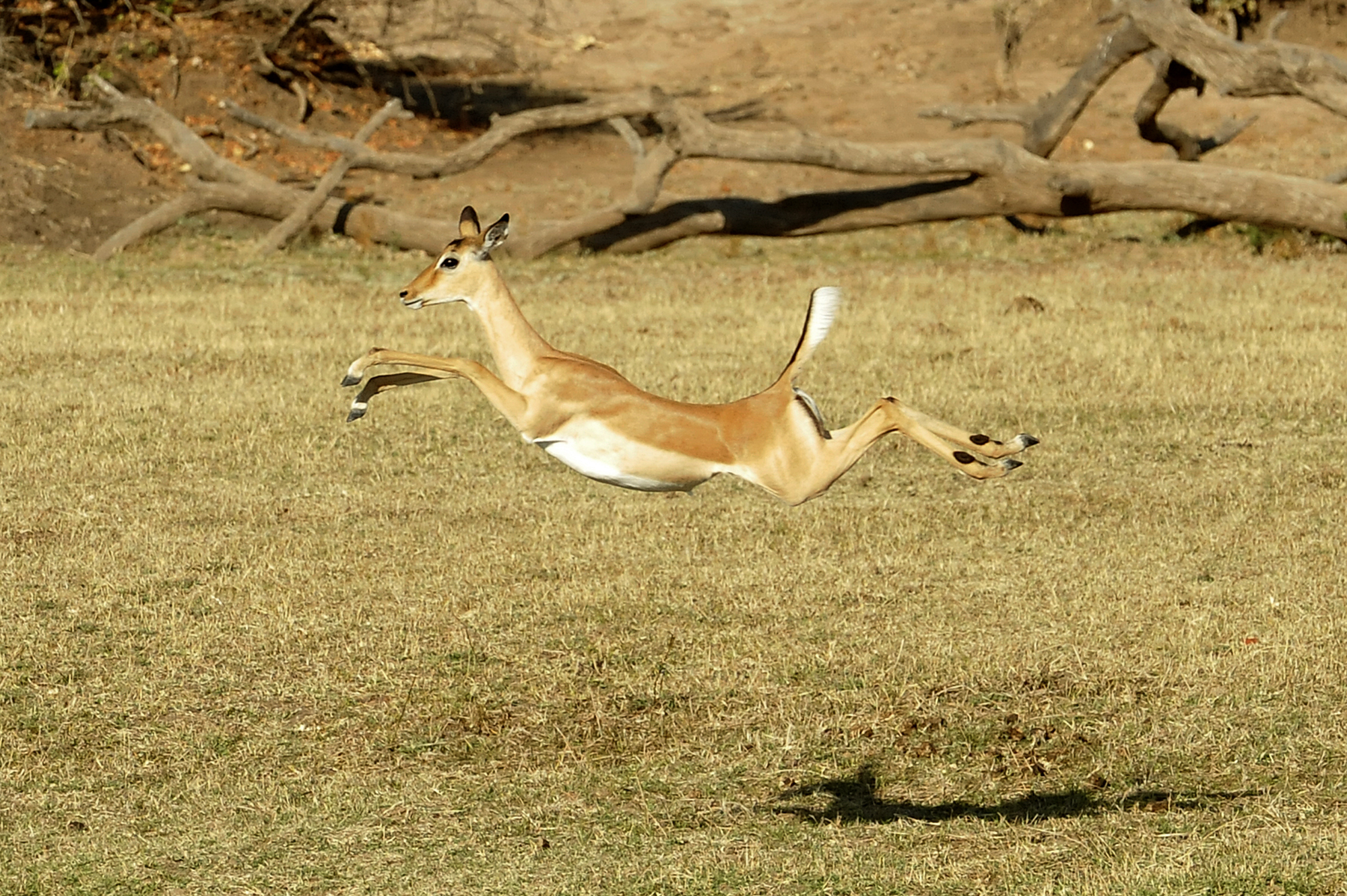 A Leaping Lope