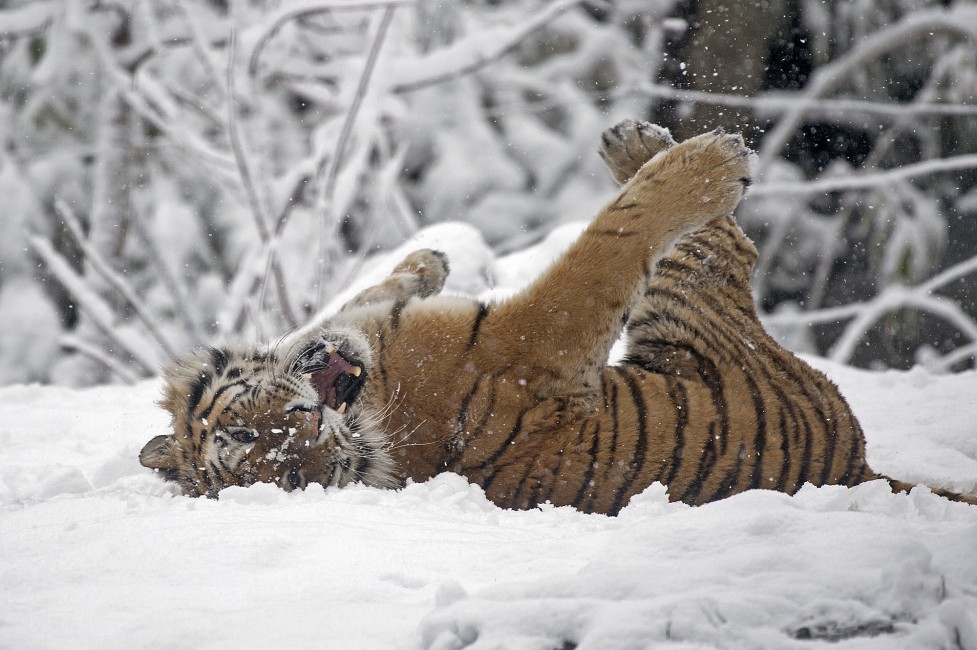 Snow Day for Tigers