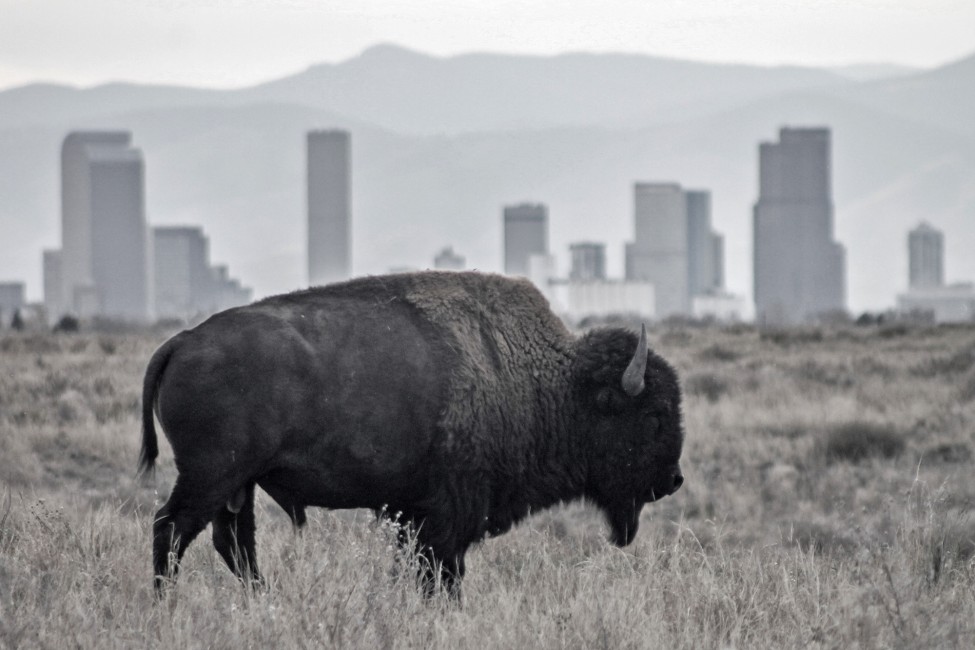 Bison: National Mammal of the United States