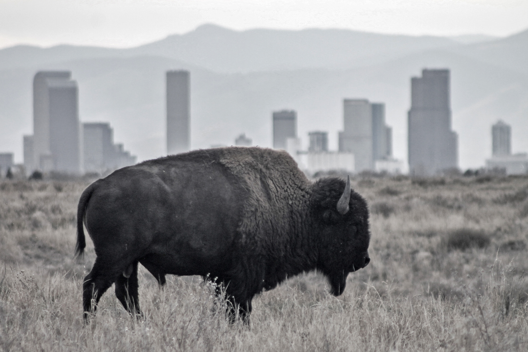 Bison: National Mammal of the United States