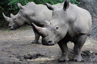 Weekend with Rhinos