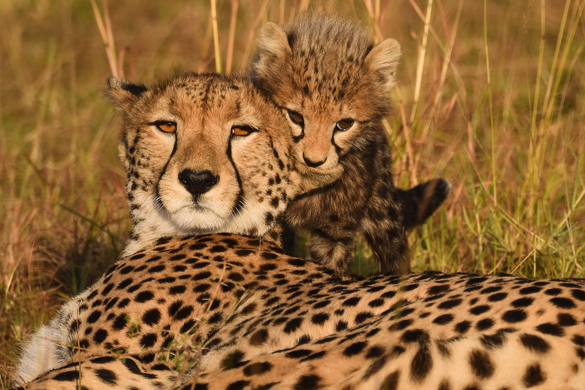 Cheetahs: A Mother’s Day