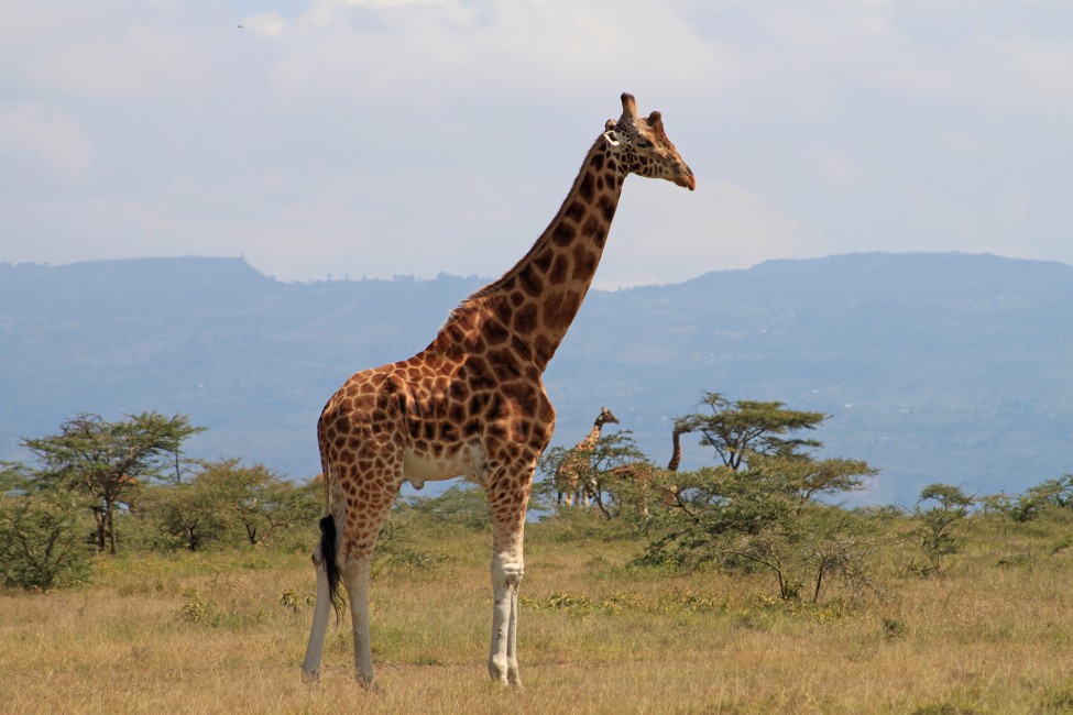 Celebrate World Giraffe Day 2016